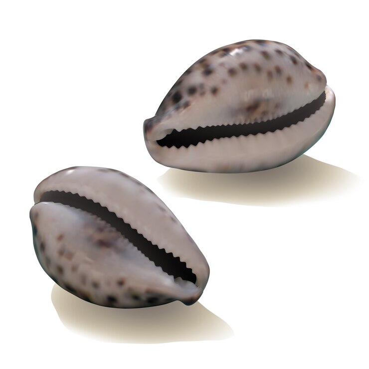 Vector seashells