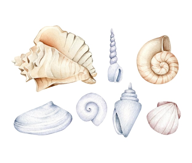 Vector seashells