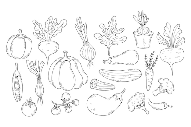 seasonal vegetables linear hand drawn doodle pumpkin eggplant cauliflower and onion peas