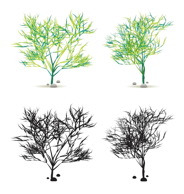 Vector seaweed algae hand drawn water plant with stones set isolated on white with silhouette in vector