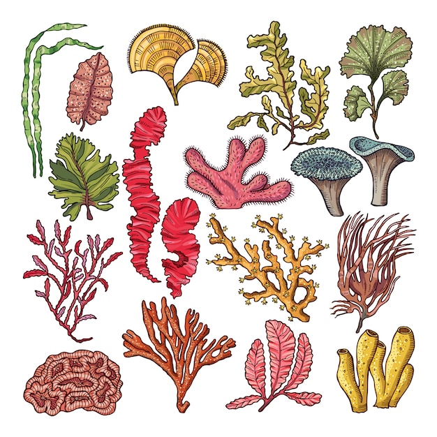 Seaweed and corals.