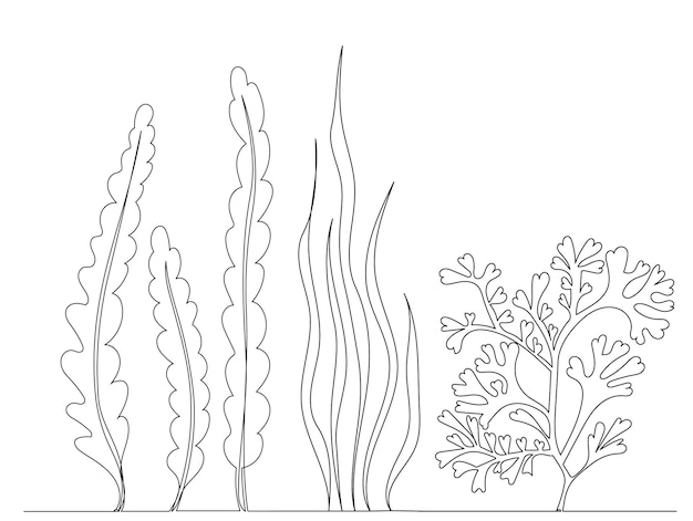 Vector seaweed drawing continuous line sketch, isolated, vector