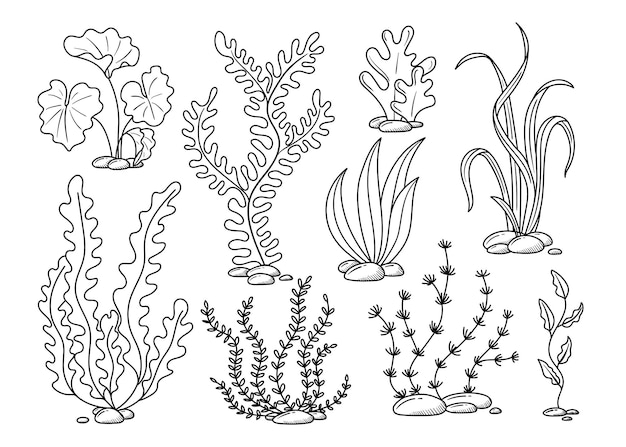 Vector seaweed hand drawn in doodle style