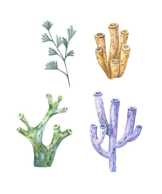 Seaweed set Underwater plants Watercolor illustration Ocean Sea Seaweed algae coral reef design element Aquarium plants silhouettes