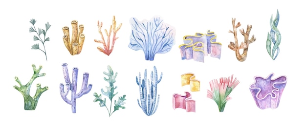 Seaweed set Underwater plants Watercolor illustration Ocean Sea Seaweed algae coral reef design