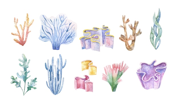 해초 세트 수중 식물 수채화 그림 바다 바다 해초 조류 산호초 디자인