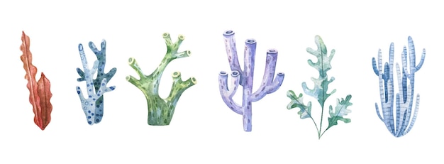 Seaweed set Underwater plants Watercolor illustration Ocean Sea Seaweed algae element Aquarium