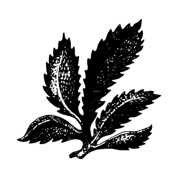 Seaweed sketch graphic element Black sketch engraved style