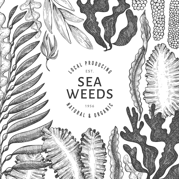 Seaweed  template. hand drawn  seaweeds illustration. engraved style sea food banner. retro sea plants background