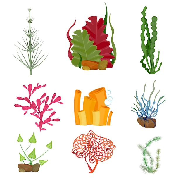 Seaweed. Underwater ocean or sea plants marine botanical wildlife cartoon set.