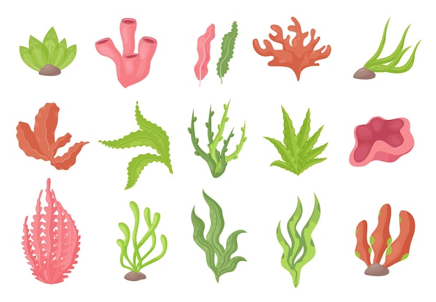 Seaweed underwater plants from sea bottom or aquarium set kelp or marine algae corals