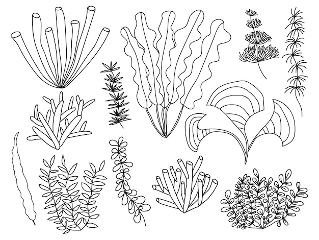 Seaweed vector set Different kinds of seaweed and sea plants set Hand drawn doodle sea grass