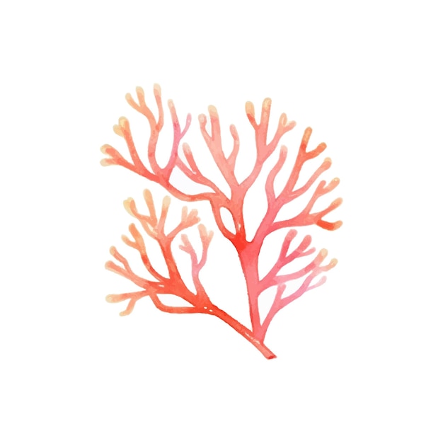 Акварель из морских водорослей Винтажная ботаническая иллюстрация Векторное украшение Ручной рисунок