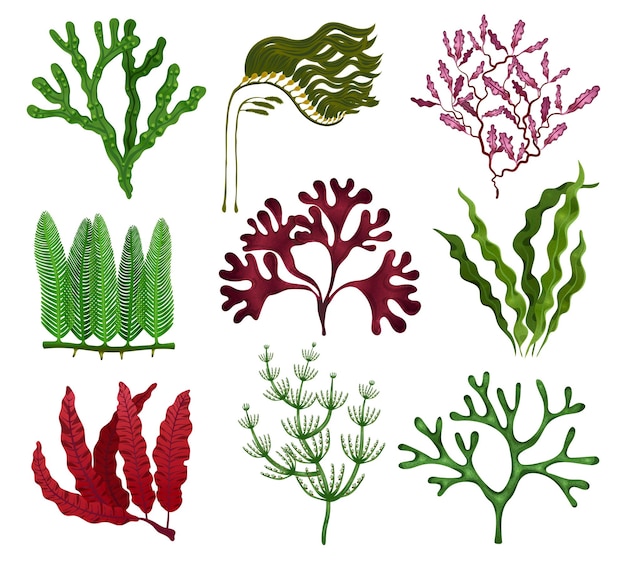 Vettore set piatto colorato di alghe con 9 specie di alghe verdi marroni rosse su sfondo bianco illustrazione vettoriale isolata