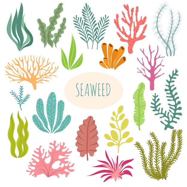 Vector seaweeds. isolated aquarium plants, underwater planting.