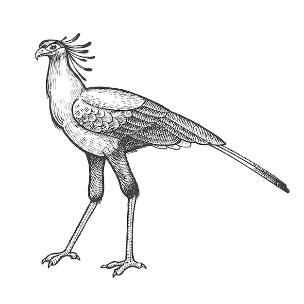 Explore 78+ best secretary bird coloring pages , free to print and ...