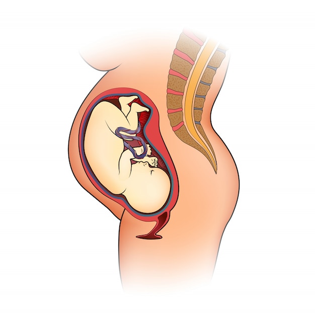 Sectional illustration of a pregnant woman with an image of a baby in the womb