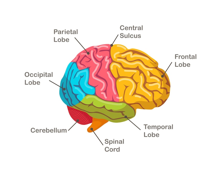 Vector sections of human brain. anatomy. side view of organ