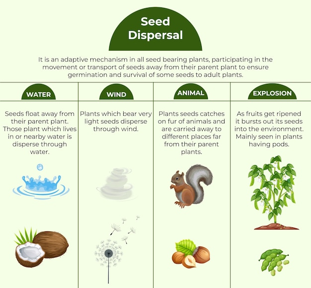 Vector seed dispersal