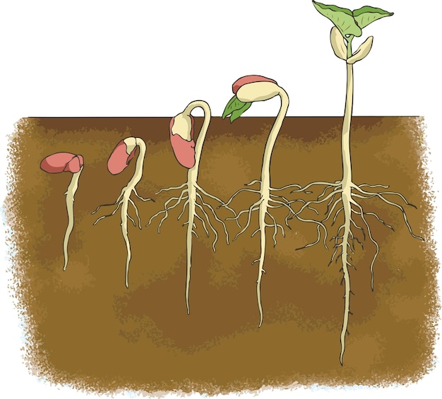 seed-germination