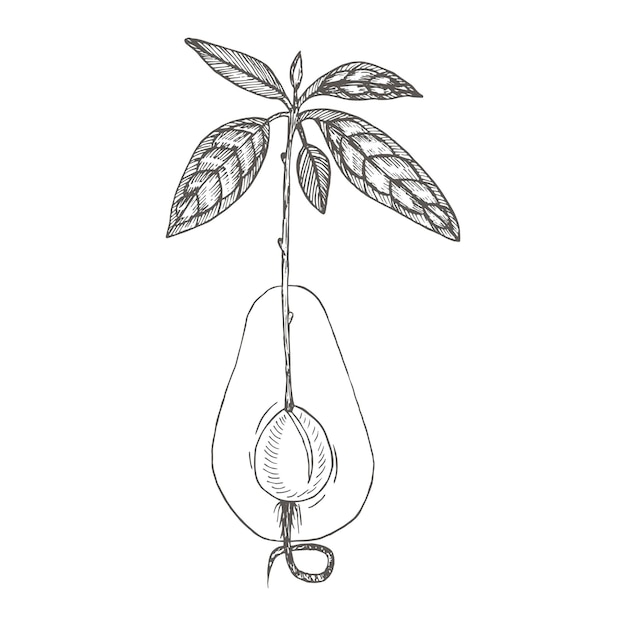 Vector seedling avocadocollection of handdrawn flowers and plants tropical plant