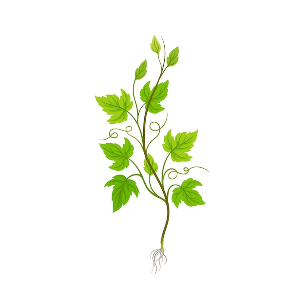 Seedling of Grape Plant with Thin Roots Isolated on White Background Vector Element