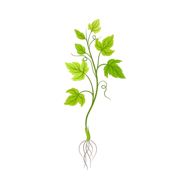 Vector seedling of grape plant with thin roots isolated on white background vector element