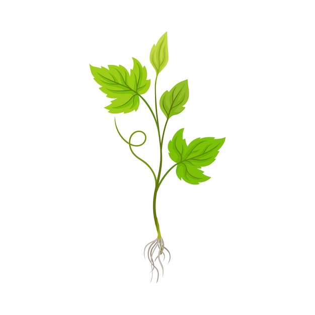 Seedling of Grape Plant with Thin Roots Isolated on White Background Vector Element