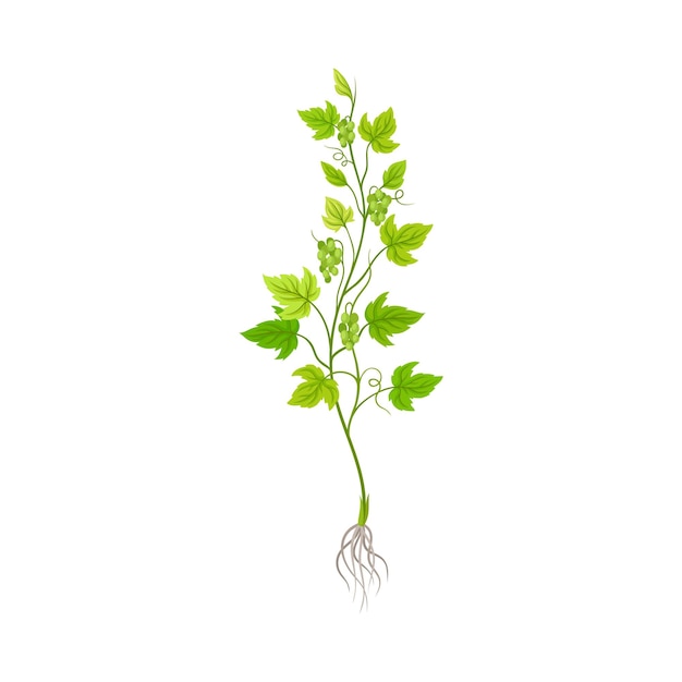 Vector seedling of grape plant with thin roots isolated on white background vector element