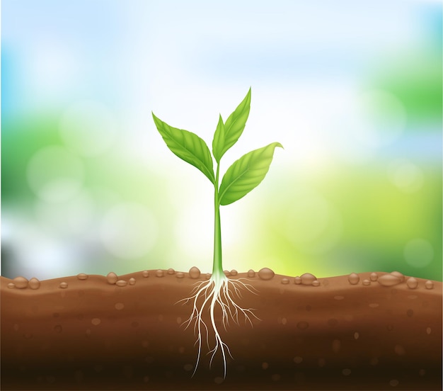 Vector seedling growing from fertile ground with underground roots close up. agriculture concept.