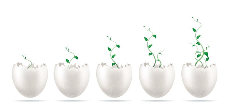 Vector seedlings, sprout grows in the eggshell. greenhouse