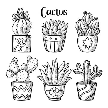 Fun variety of hand drawn cactus #paid, , #Paid, #AFFILIATE