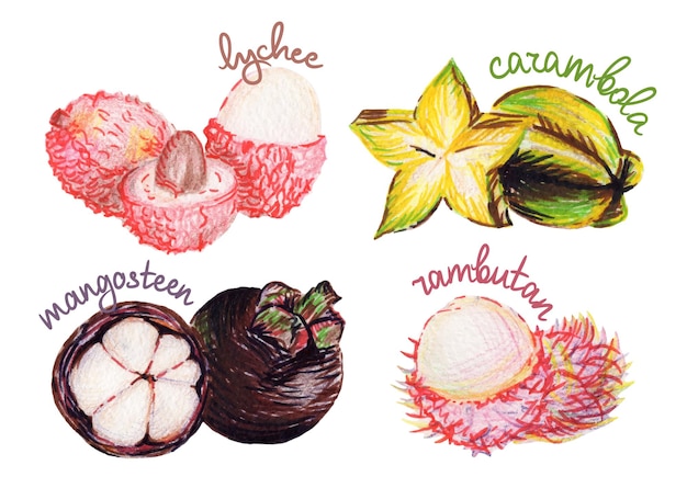 A selection of hand drawn colorful exotic fruits Carambola mangosteen lychee rambutan