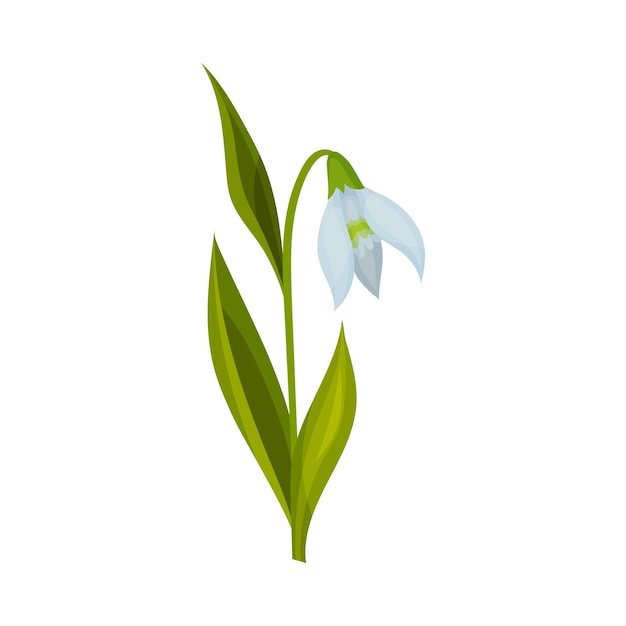 Vector semi closed snowdrop with linear leaves and single drooping bell shaped flower vector illustration