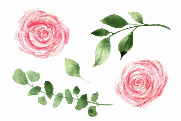 Vector sen of watercolor roses and green leaves