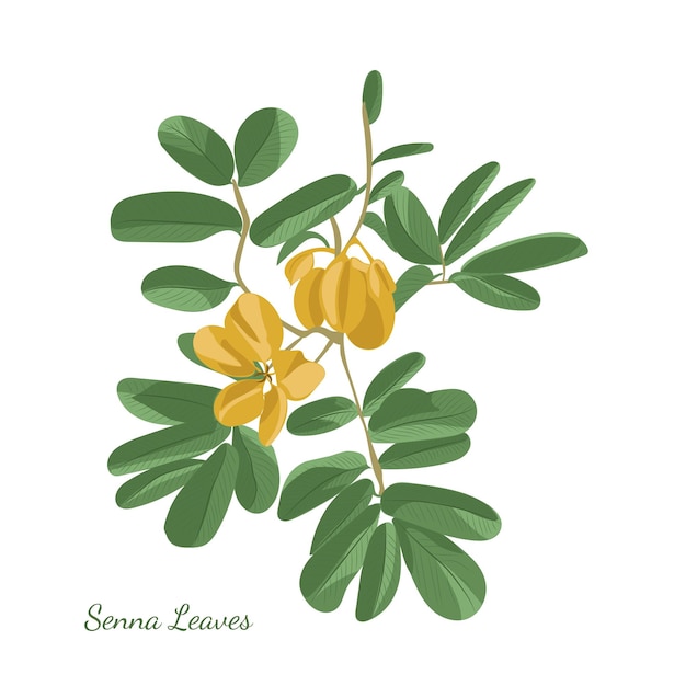 Senna bladeren kruidenplant illustratie