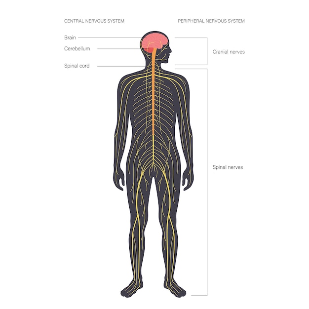 Sentral nervous system