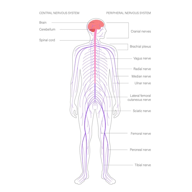 Vector sentral nervous system