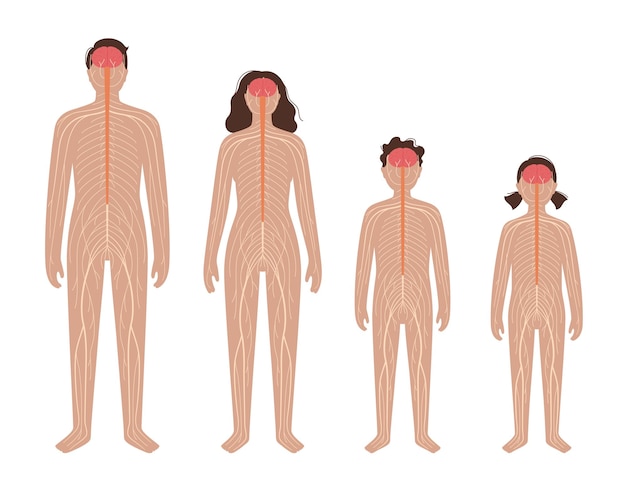 Vector sentral nervous system