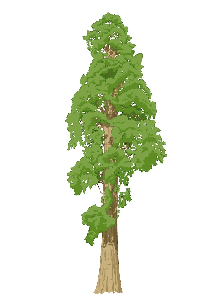 Vector sequoia tree vector