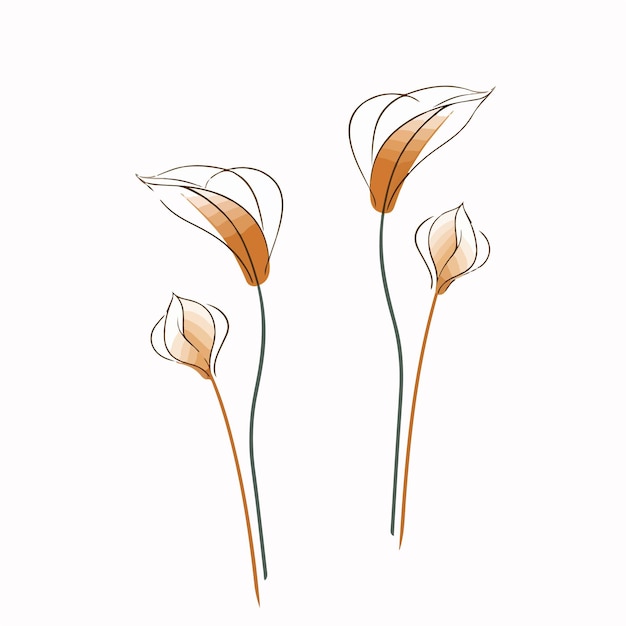 Serene calla-illustraties die een gevoel van rust en elegantie oproepen