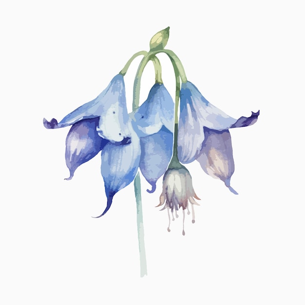ベクトル ブルーベル花の ⁇ 細な性質を描いた ⁇ やかな水彩画作品