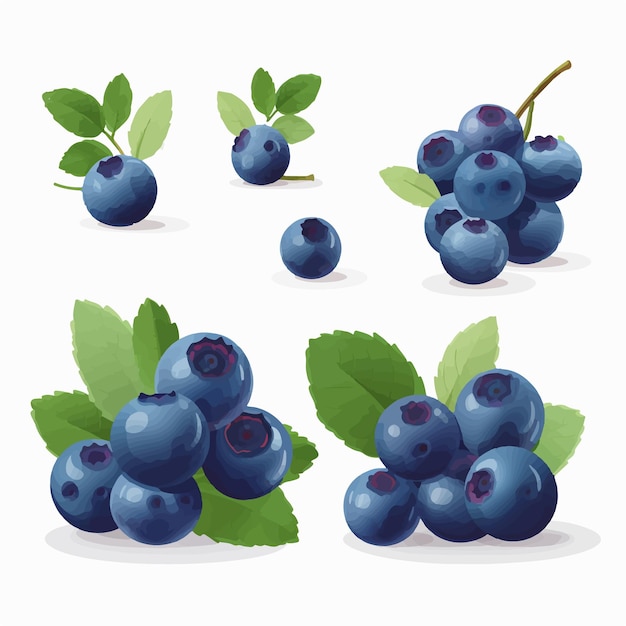 Vector a series of blueberry illustrations with a sketchy style