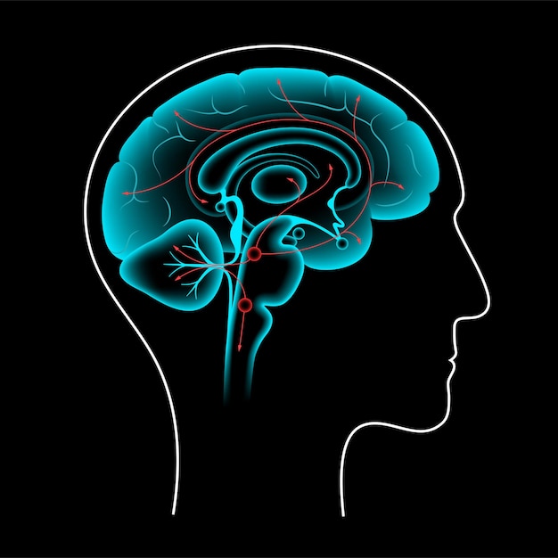 Serotonin pathway in the human brain. Monoamine neurotransmitter. Modulating mood flat vector.