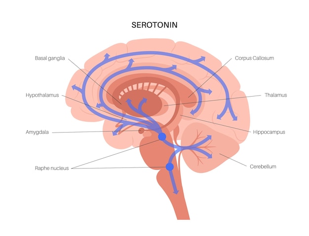 Serotonineroute in het menselijk brein. Monoamine neurotransmitter. Modulerende stemming platte vector.