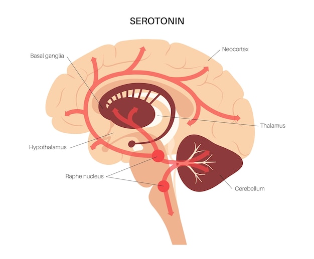 Serotonineroute in het menselijk brein. Monoamine neurotransmitter. Modulerende stemming platte vector.