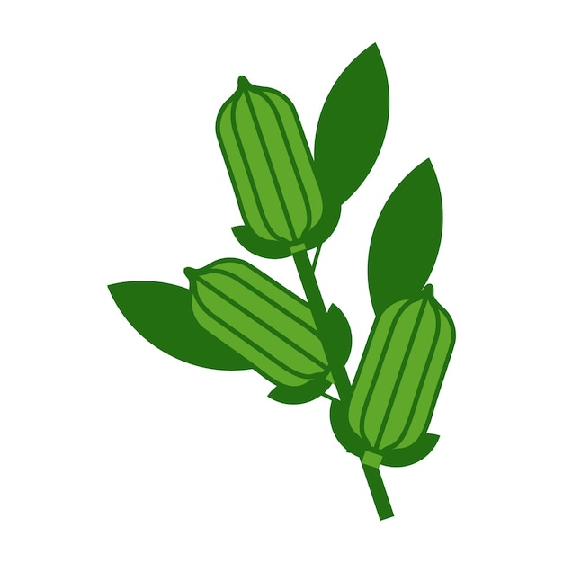 Sesam ook bekend Gingelly plant vectorillustratie geïsoleerde witte achtergrond