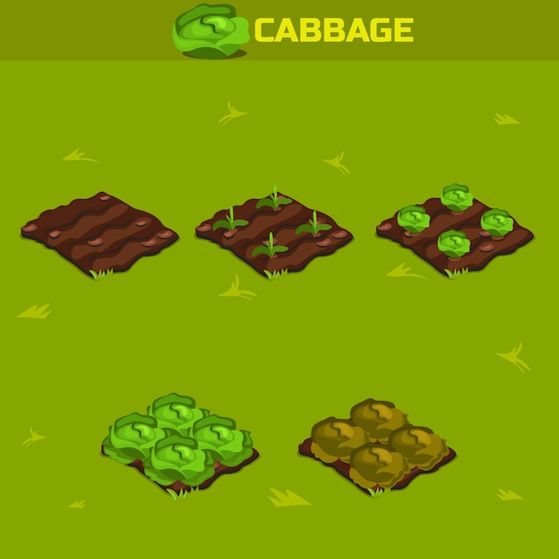 Set 12. isometric stage of growth cabbage