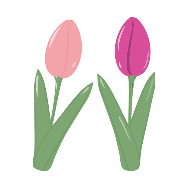 Vector set of 2 blooming tulip flower for bouquet in trendy pink colors springtime sticker icon isolate