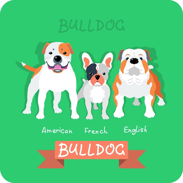 Set 3 bulldog design piatto